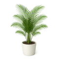 Areca Palm