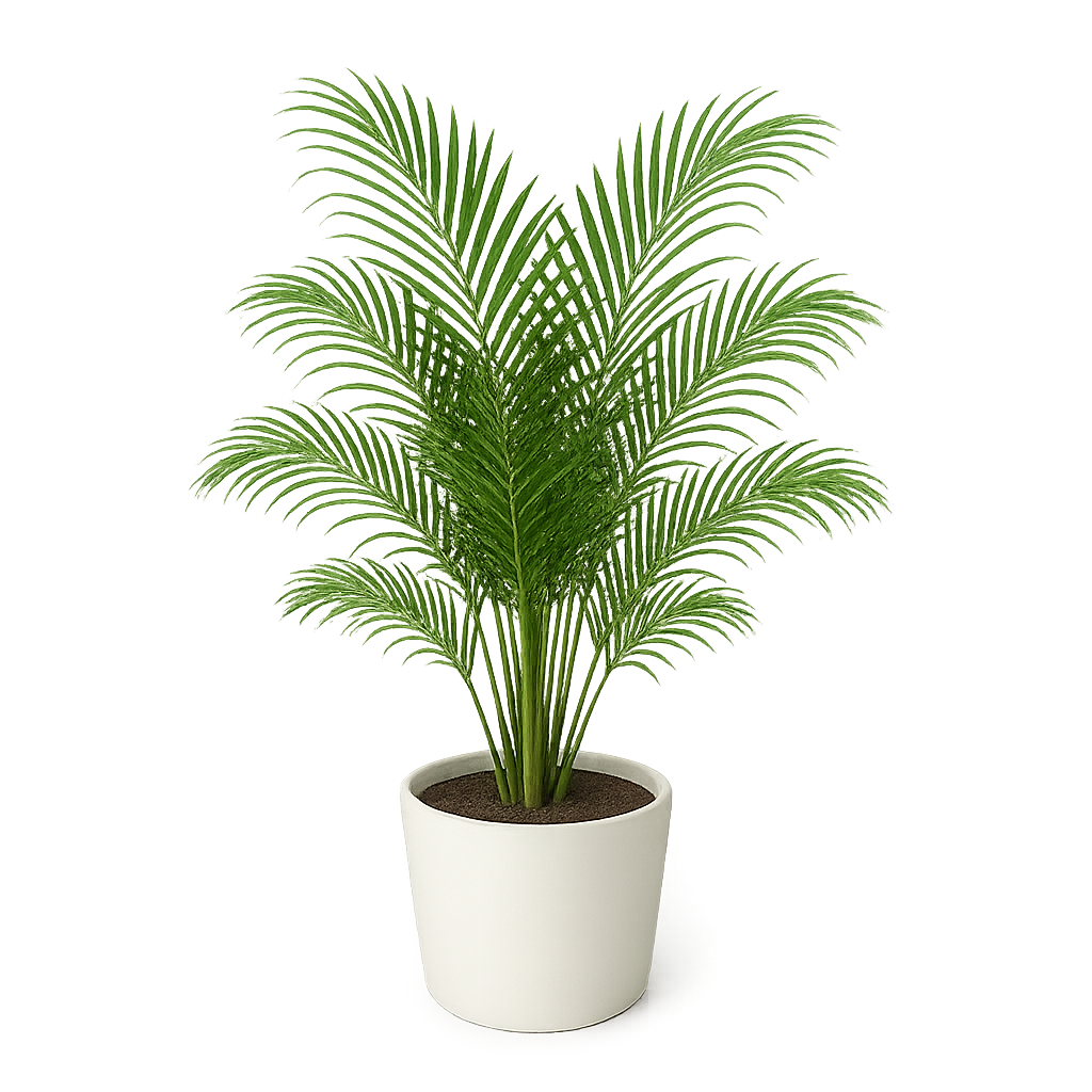 Areca Palm