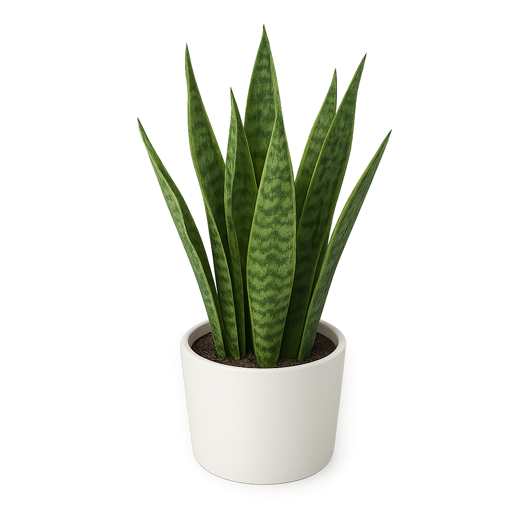 Mother In Laws Tongue