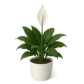 Peace Lily
