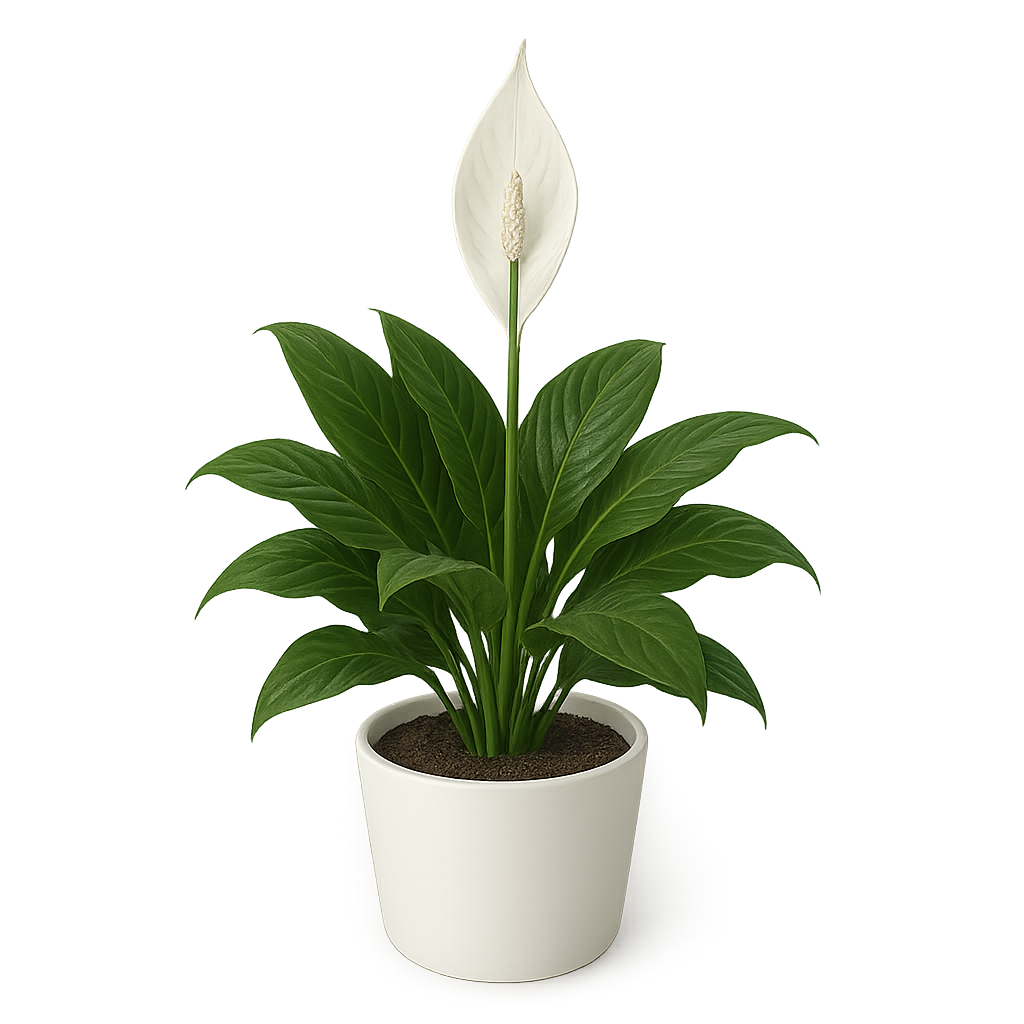 Peace Lily
