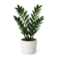 Zamia Green/ ZZ Plant
